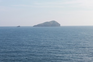 la vacca e il vitellino