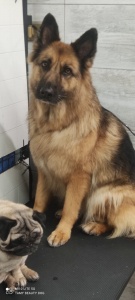 beautydog toelettatura tamara massoni sant antioco