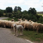 autunno in barbagia