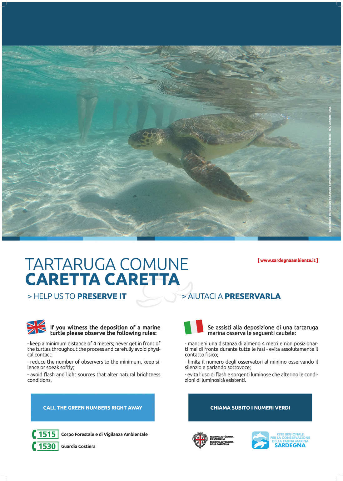 tartaruga marina caretta caretta sardegna