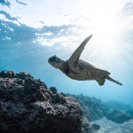 Tartaruga marina Caretta caretta in Sardegna.