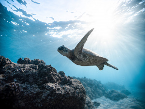 tartaruga marina caretta caretta