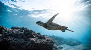 tartaruga caretta caretta